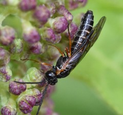 Strongylogaster impressata