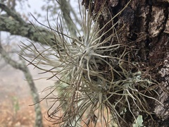 Tillandsia caballosensis