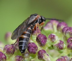 Strongylogaster impressata