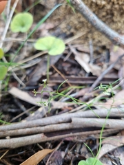 Platysace heterophylla heterophylla