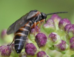 Strongylogaster impressata