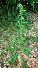 Echium vulgare