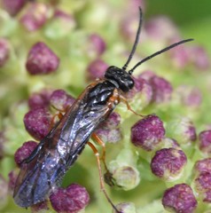 Strongylogaster impressata