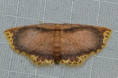 Chrysocraspeda comptaria