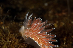 Coryphella