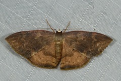 Scopula urnaria