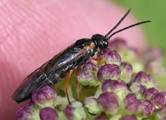 Strongylogaster impressata