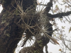 Tillandsia caballosensis