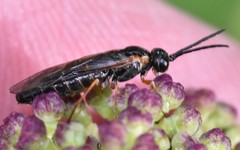 Strongylogaster impressata