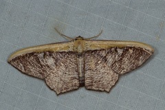 Zythos strigata