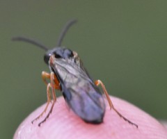 Strongylogaster impressata