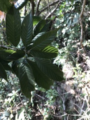 Lithocarpus corneus