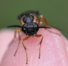 Strongylogaster impressata