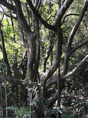 Lithocarpus corneus