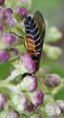 Strongylogaster impressata