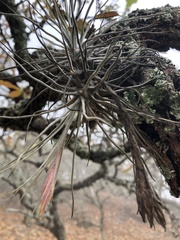 Tillandsia caballosensis