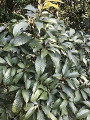 Lithocarpus corneus