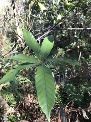 Lithocarpus corneus