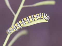 Pontia sisymbrii