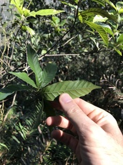 Lithocarpus corneus