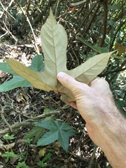 Pterospermum heterophyllum