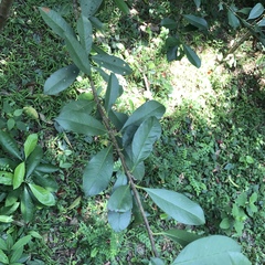 Photinia raupingensis