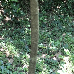 Photinia raupingensis