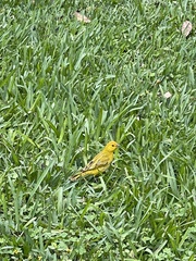 Sicalis flaveola