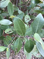Rhodomyrtus tomentosa