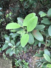 Rhodomyrtus tomentosa