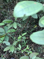 Rhodomyrtus tomentosa