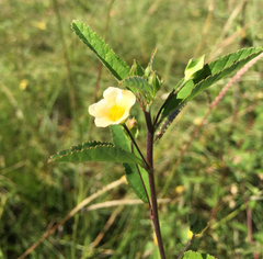 Sida rhombifolia