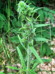 Echium vulgare