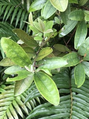 Rhodomyrtus tomentosa