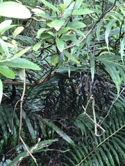 Rhodomyrtus tomentosa