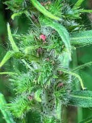 Echium vulgare