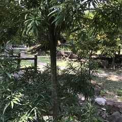 Quercus myrsinifolia