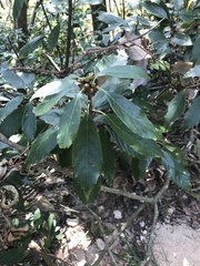 Quercus myrsinifolia