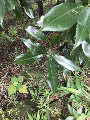 Quercus myrsinifolia