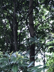 Quercus myrsinifolia