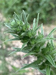 Echium vulgare