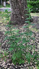 Artemisia absinthium