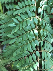 Caesalpinia vernalis