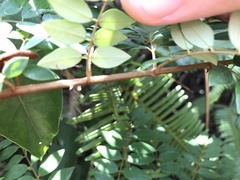 Caesalpinia vernalis