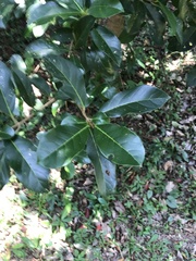 Viburnum odoratissimum