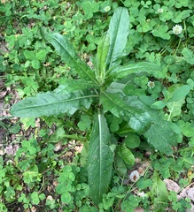 Cirsium arvense