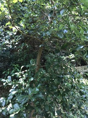 Viburnum odoratissimum