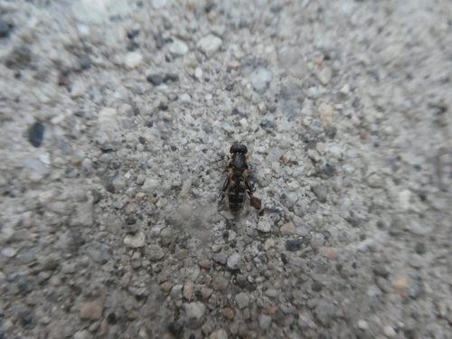 Thick-legged Hover Fly photo 3