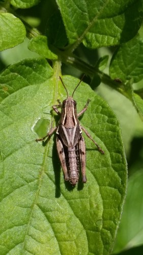 New Zealand Grasshopper