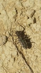 Neocicindela tuberculata